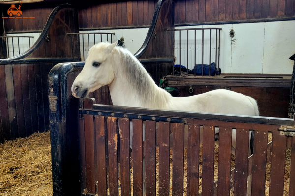 Un cheval blanc dans les écuries de Chantilly