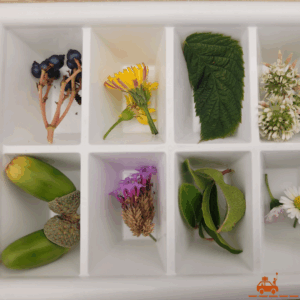 Activité pour les enfants : fabriquer de jolis glaçons avec des éléments de la nature : fleurs, fruits, graines, feuilles...