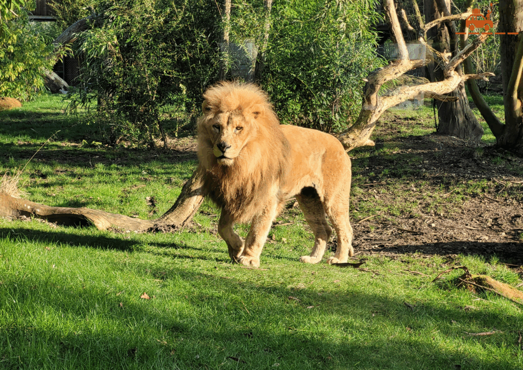 Zoo de la Flèche - Lion