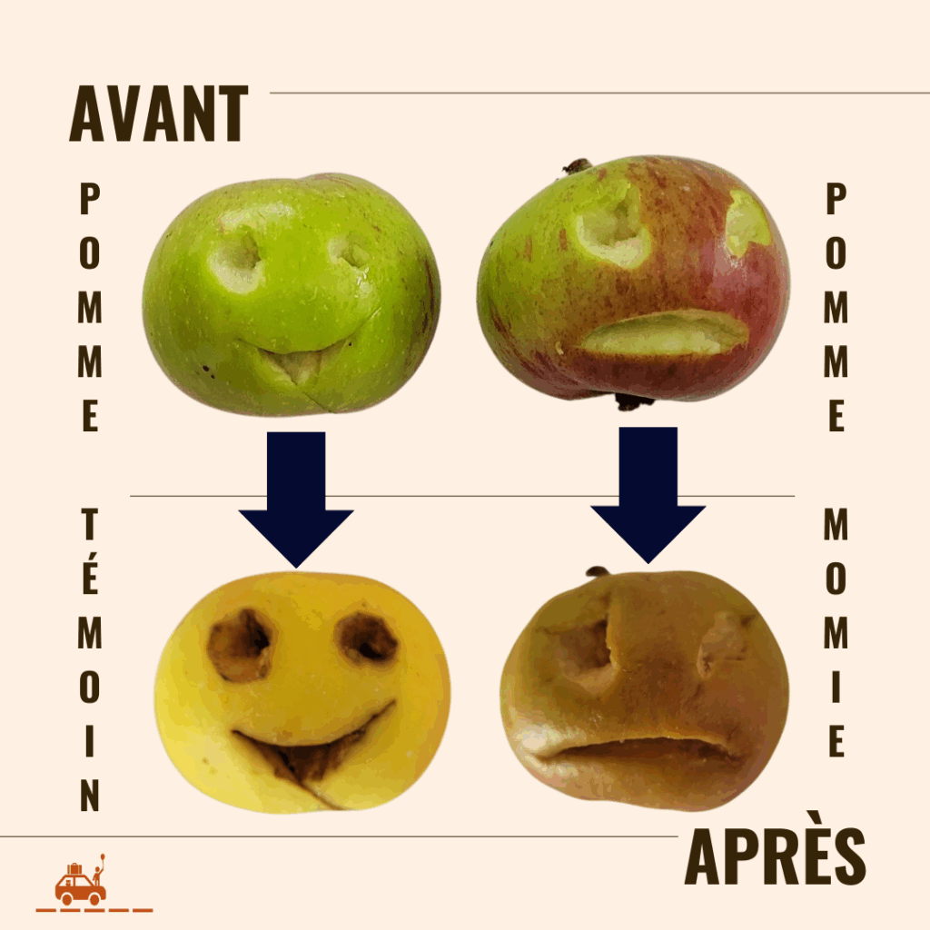 Une activité sur le thème de l'Egypte à faire avec votre enfant : expérience pour expliquer aux enfants comment les égyptiens faisaient des momies : faire réduire une pomme dans un pot rempli de sel
