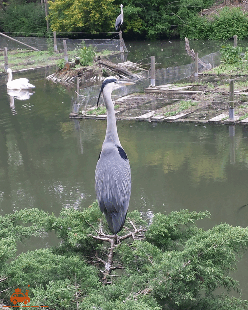 Au Zoo de Lille et autour de la Citadelle on croise souvent des hérons cendrés, des canards ou des poules d'eau. Les enfants apprécieront cette balade. Un incontournable même si vous n'avez que 2 jours pour visiter Lille.