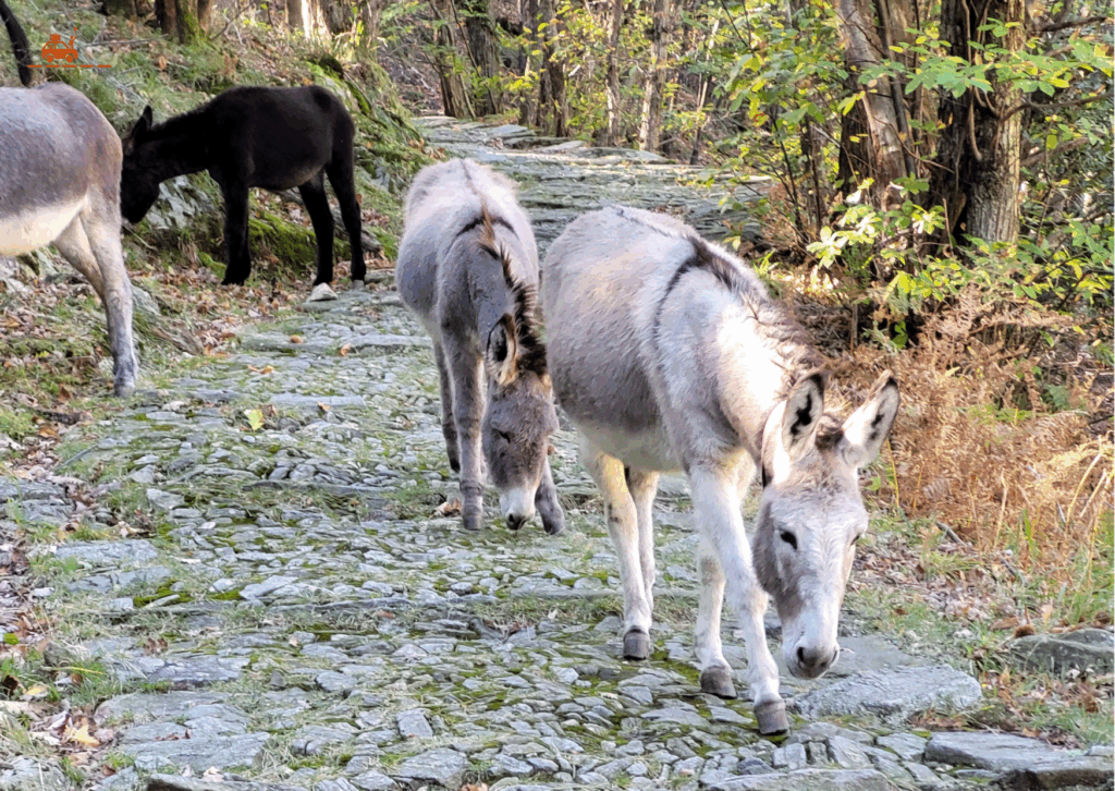 Sentier pédestre vers Oggiogno - sous les châtaigniers, nous croisons un troupeau d'ânes qui se promène