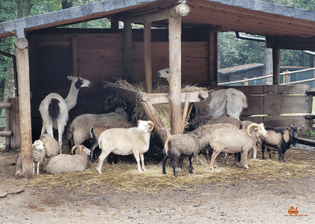 Villa Pallavicino à Stresa - on peut entrer dans les enclos pour admirer les chèvres, les moutons et les lamas de près