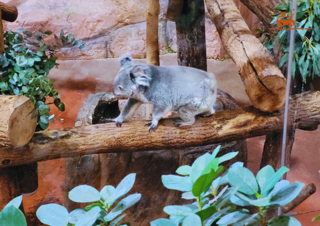 Un Koala dans la serre australienne du Zoo de Beauval