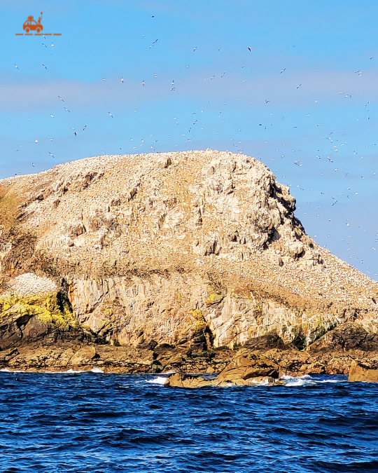 L'Île Rouzic, au large de Perros-Guirec, dans les Côtes d'Armor en Bretagne Nord abrite des milliers de fous de Bassan.