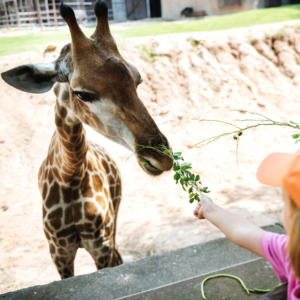 Zoos, parcs d'attractions et parcs de loisirs à visiter en famille avec des enfants