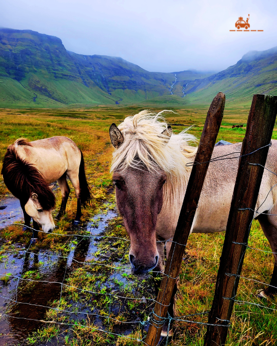 Chevaux islandais au bord d'un pâturage
