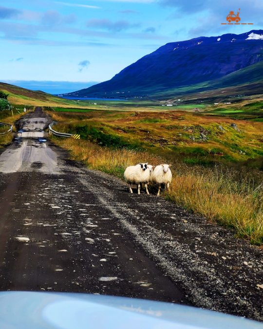 Route en Islande - moutons au bord de la route et pont à une seule voie